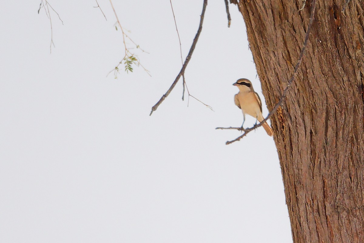 Isabellwürger - ML645152946