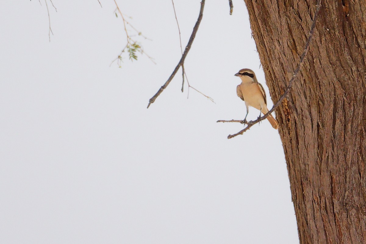 Isabellwürger - ML645152947