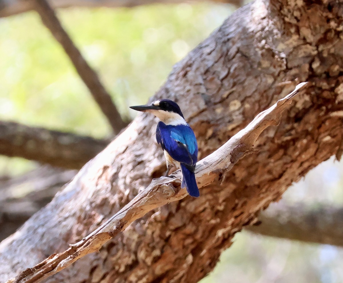 Forest Kingfisher - ML645152962