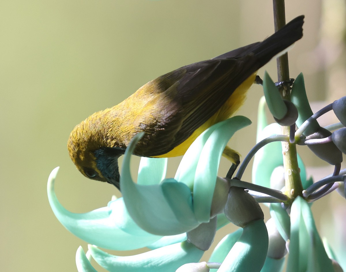 Sahul Sunbird - ML645153008