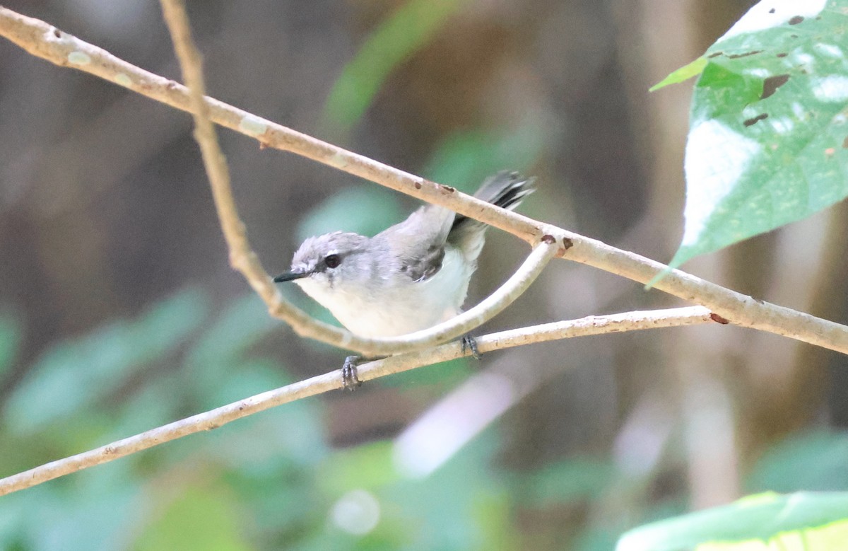 チャイロセンニョムシクイ - ML645153011