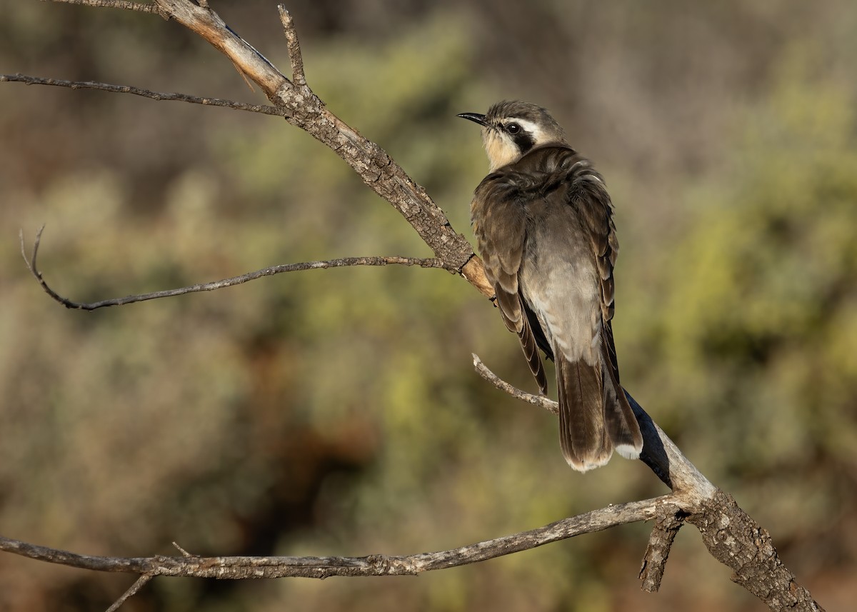 Black-eared Cuckoo - ML645153023
