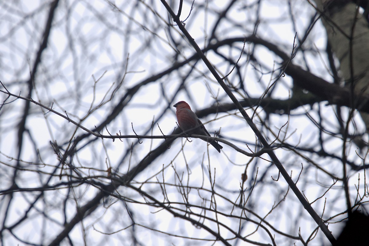 Tayga Çütresi - ML645153027