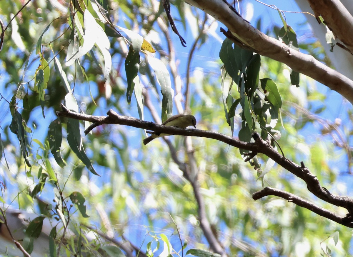 Lemon-bellied Flyrobin - ML645153028