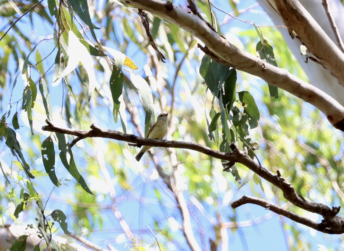 Lemon-bellied Flyrobin - ML645153030