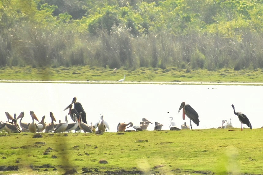 Greater Adjutant - ML645153031