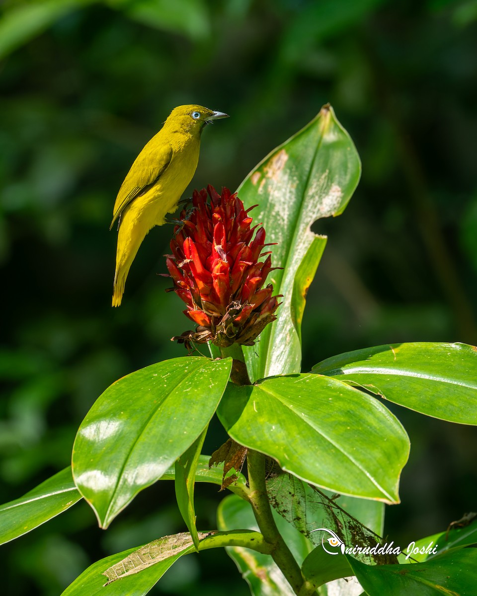 Andaman Bulbul - ML645153040
