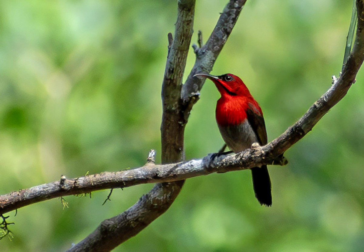 Crimson Sunbird - ML645153070