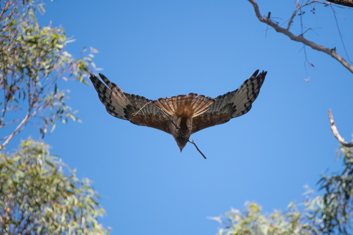 Square-tailed Kite - ML645153071