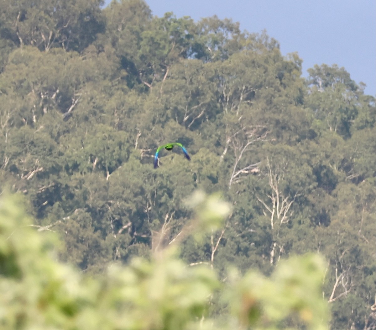 Papua Eklektus Papağanı - ML645153085