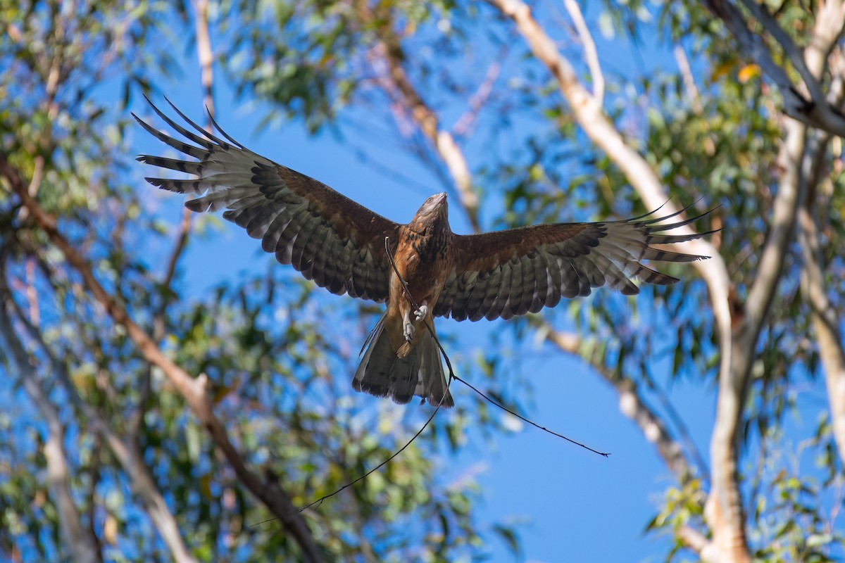 Square-tailed Kite - ML645153094