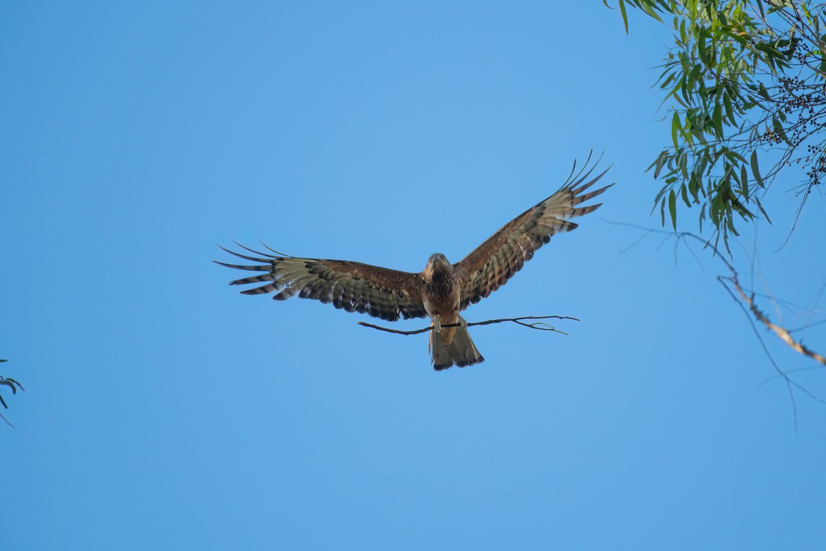 Square-tailed Kite - ML645153117