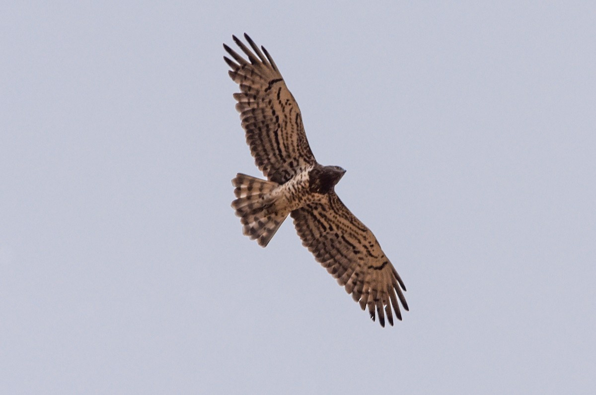 orlík krátkoprstý - ML645153126