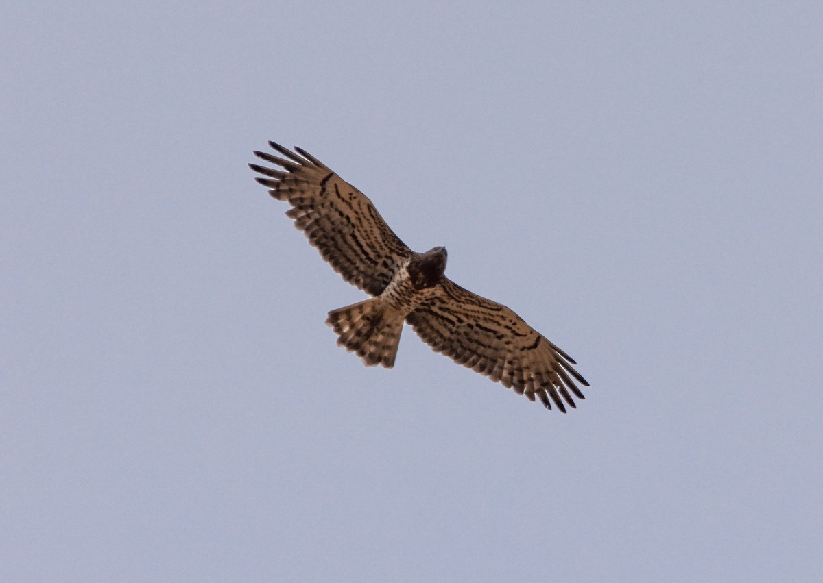 orlík krátkoprstý - ML645153127