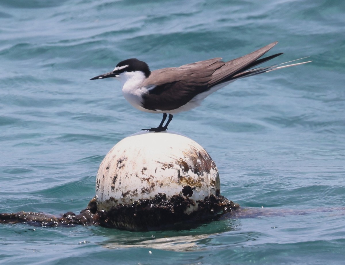 Bridled Tern - ML645153128