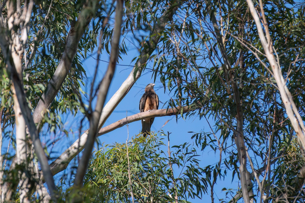 Square-tailed Kite - ML645153150