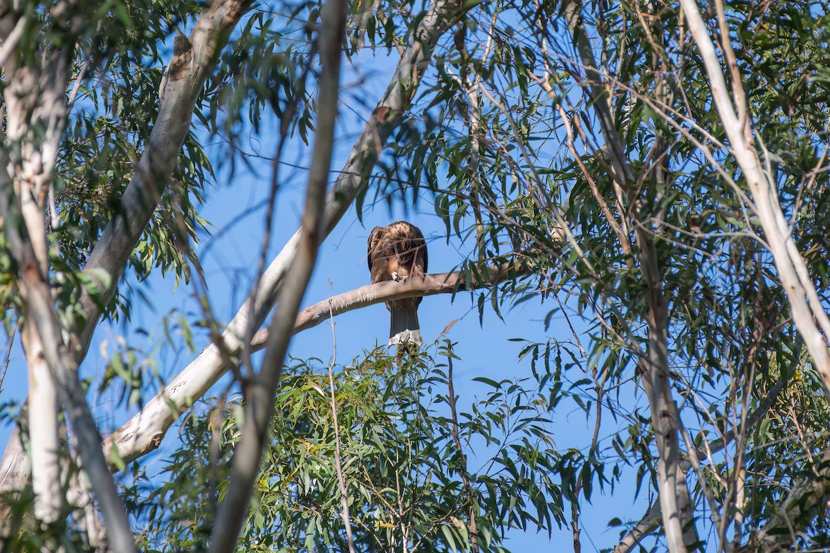 Square-tailed Kite - ML645153151