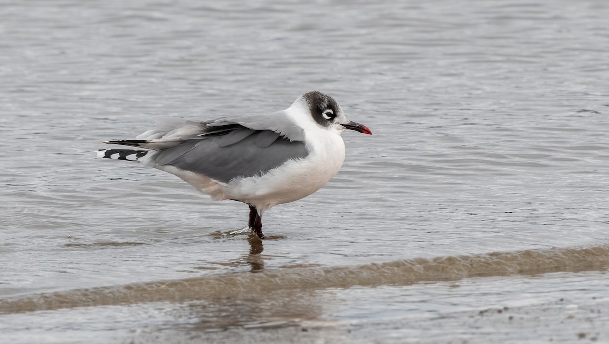 racek vnitrozemský - ML645153171