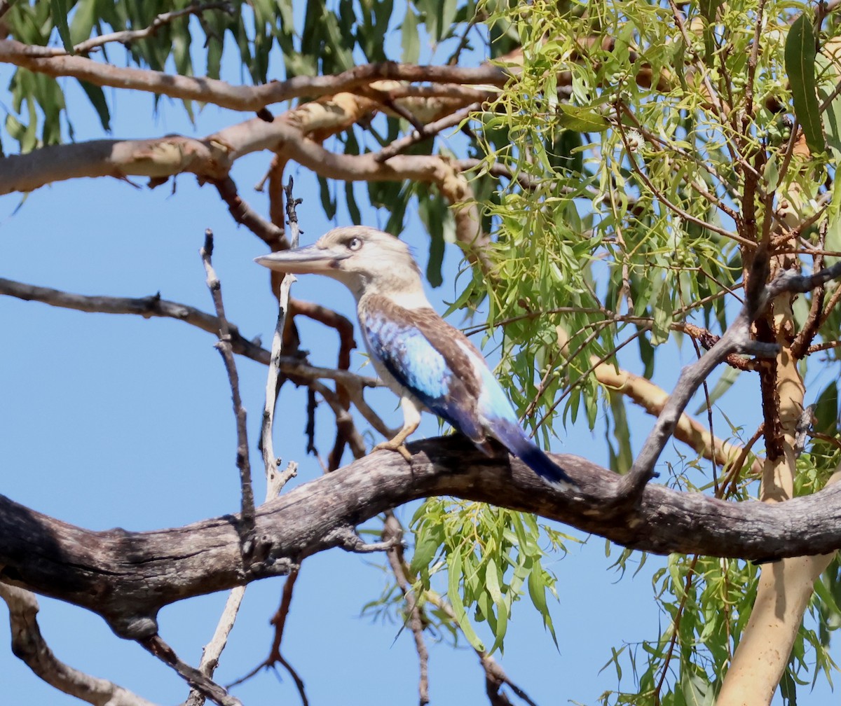 Кукабара синьокрила - ML645153179