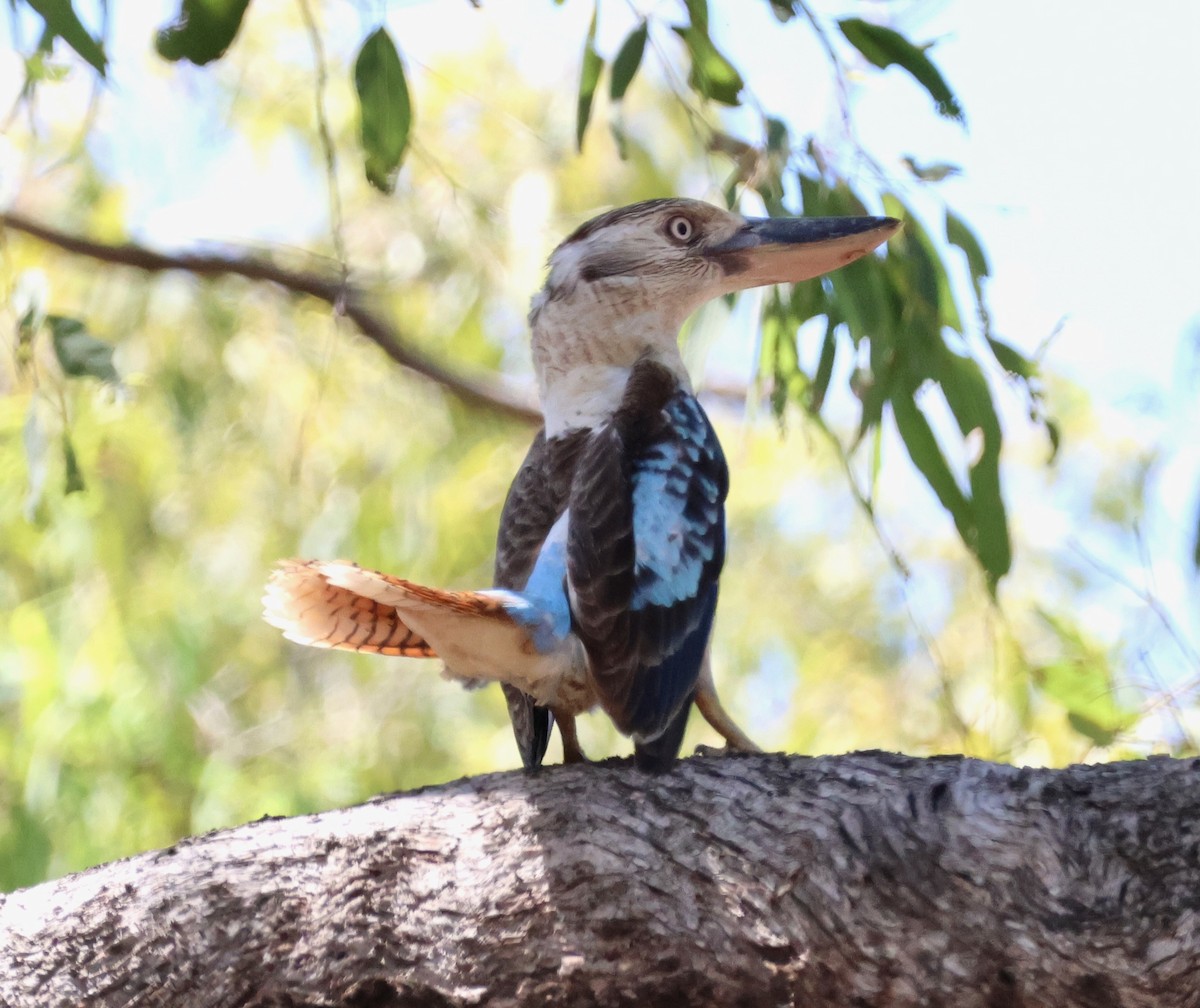 Кукабара синьокрила - ML645153180