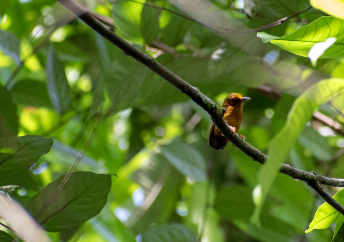 Picumne roux - ML645153182