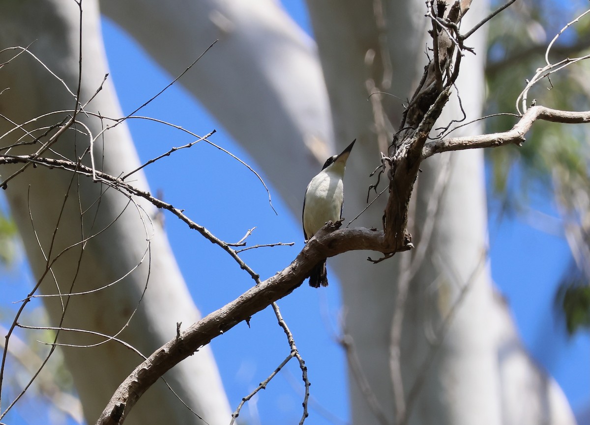 Forest Kingfisher - ML645153187