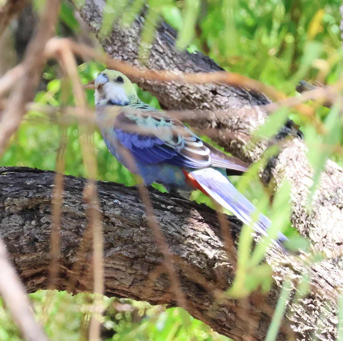 Pale-headed Rosella - ML645153197