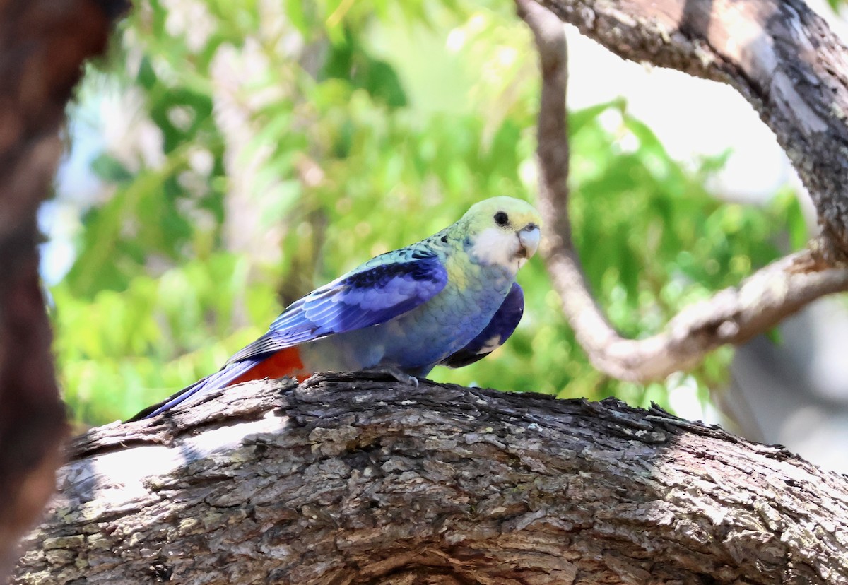 Pale-headed Rosella - ML645153198