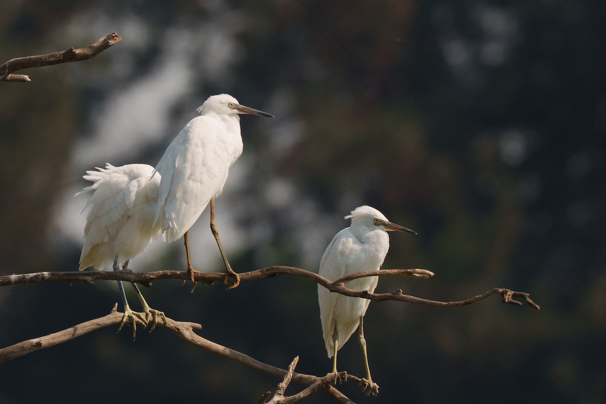 Little Egret (Dimorphic) - ML645153201