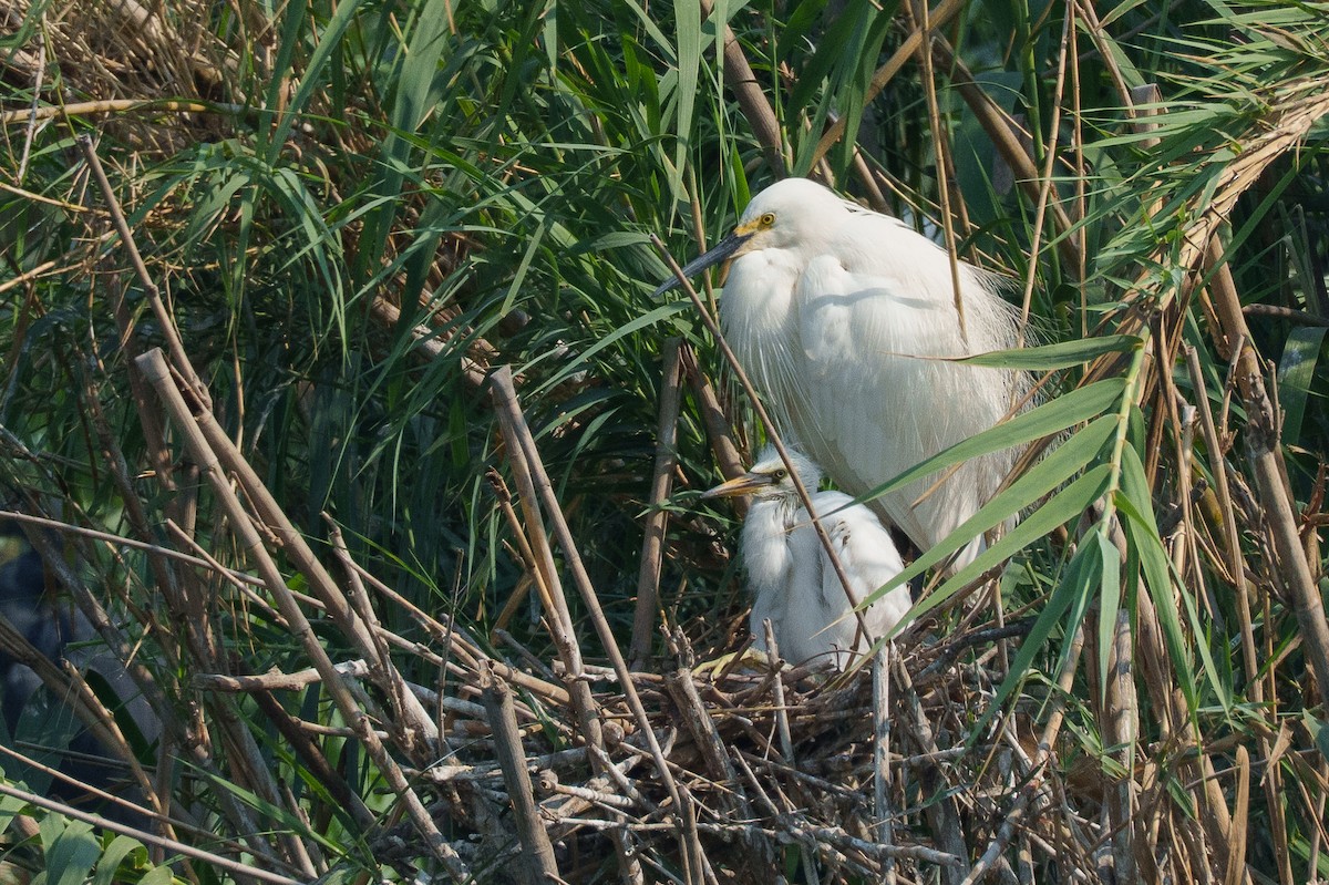 Little Egret (Dimorphic) - ML645153202
