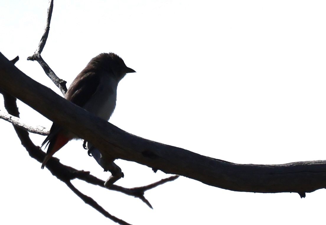 Mistletoebird - ML645153203