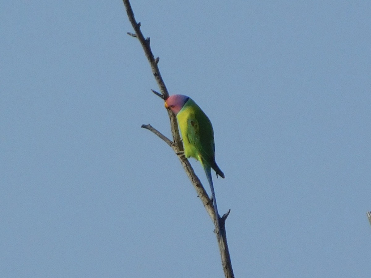 Plum-headed Parakeet - ML645153221