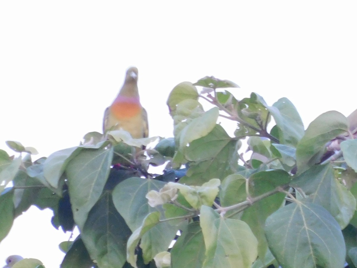 Оранжевогрудый зелёный голубь - ML645153234