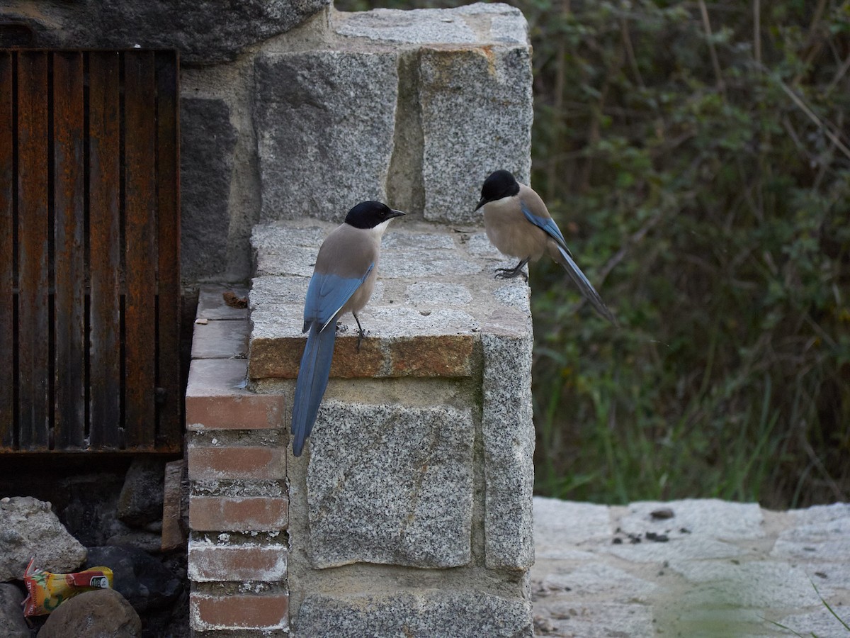 イベリアオナガ - ML645153238