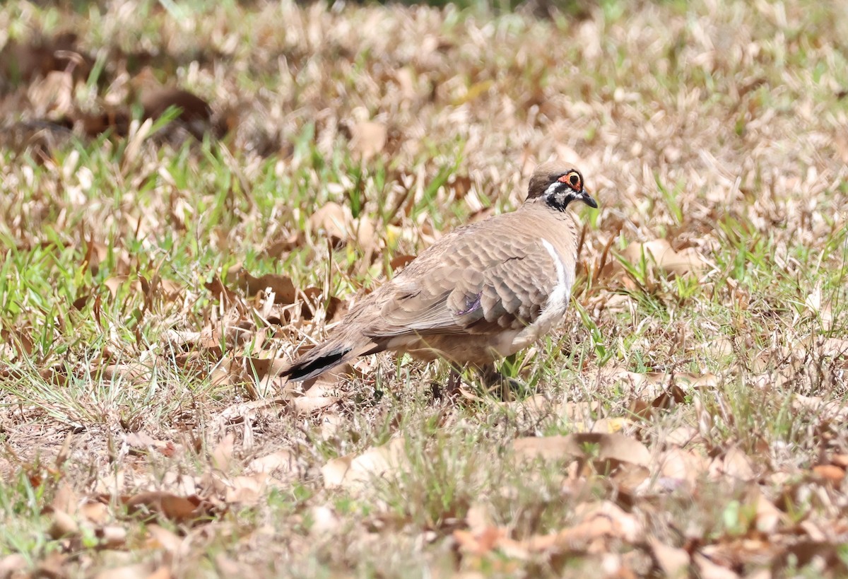 Squatter Pigeon - ML645153243