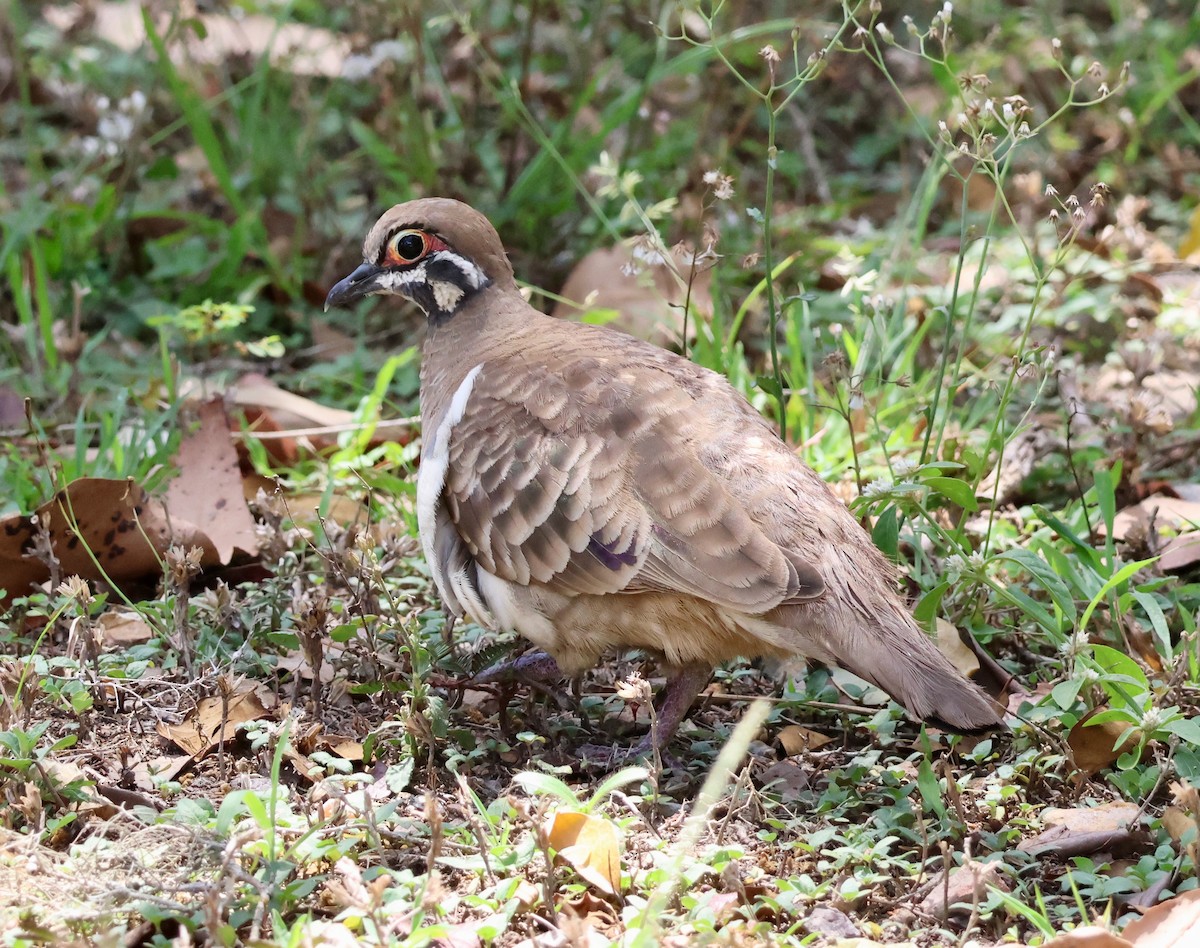 Squatter Pigeon - ML645153245