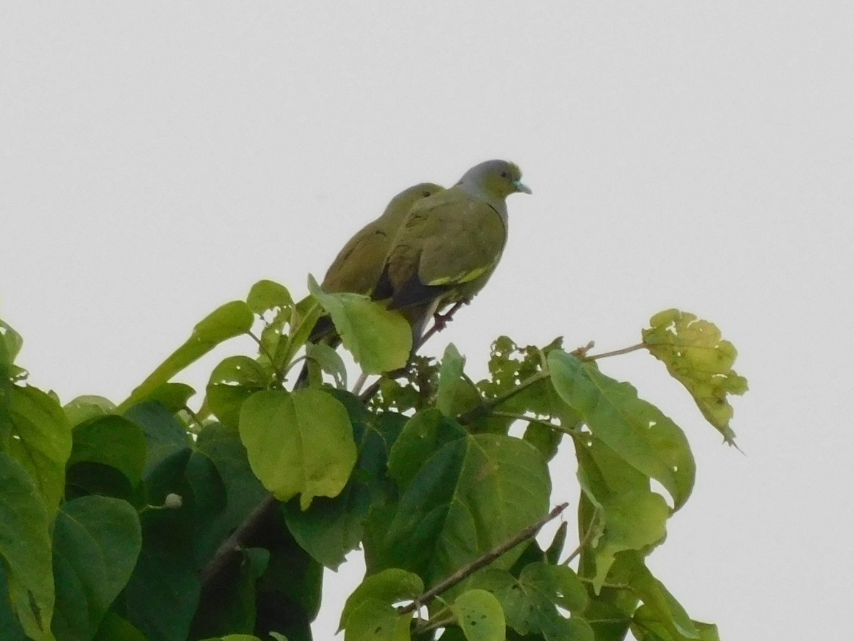 Оранжевогрудый зелёный голубь - ML645153246