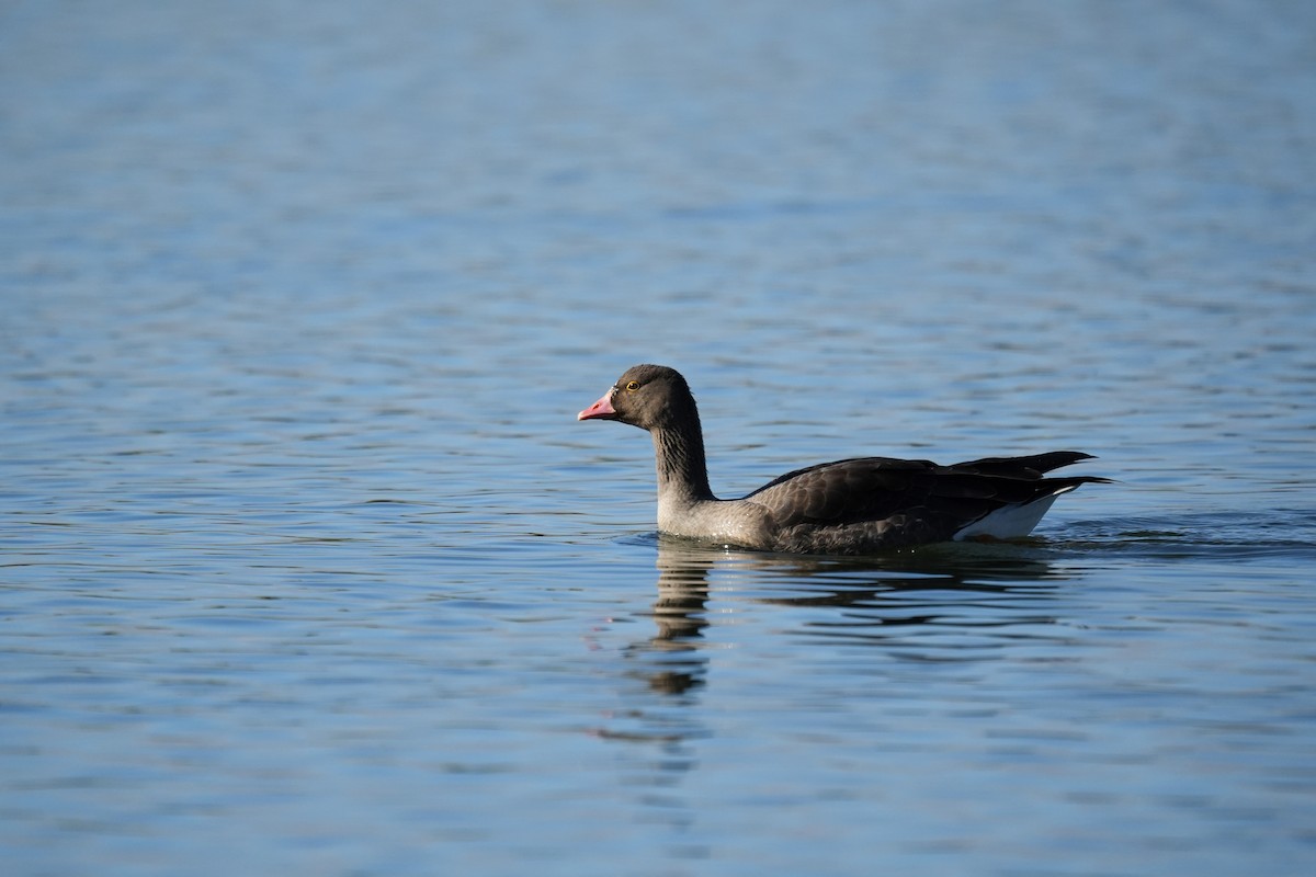 Пискулька - ML645153265