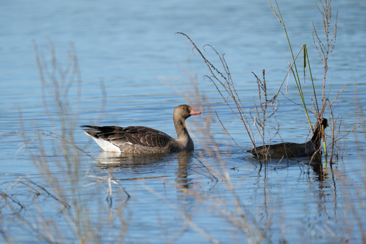 Пискулька - ML645153271