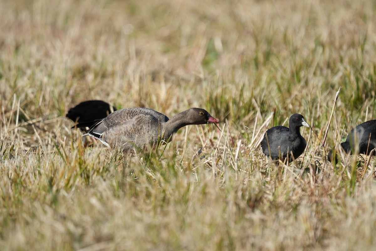 Пискулька - ML645153277