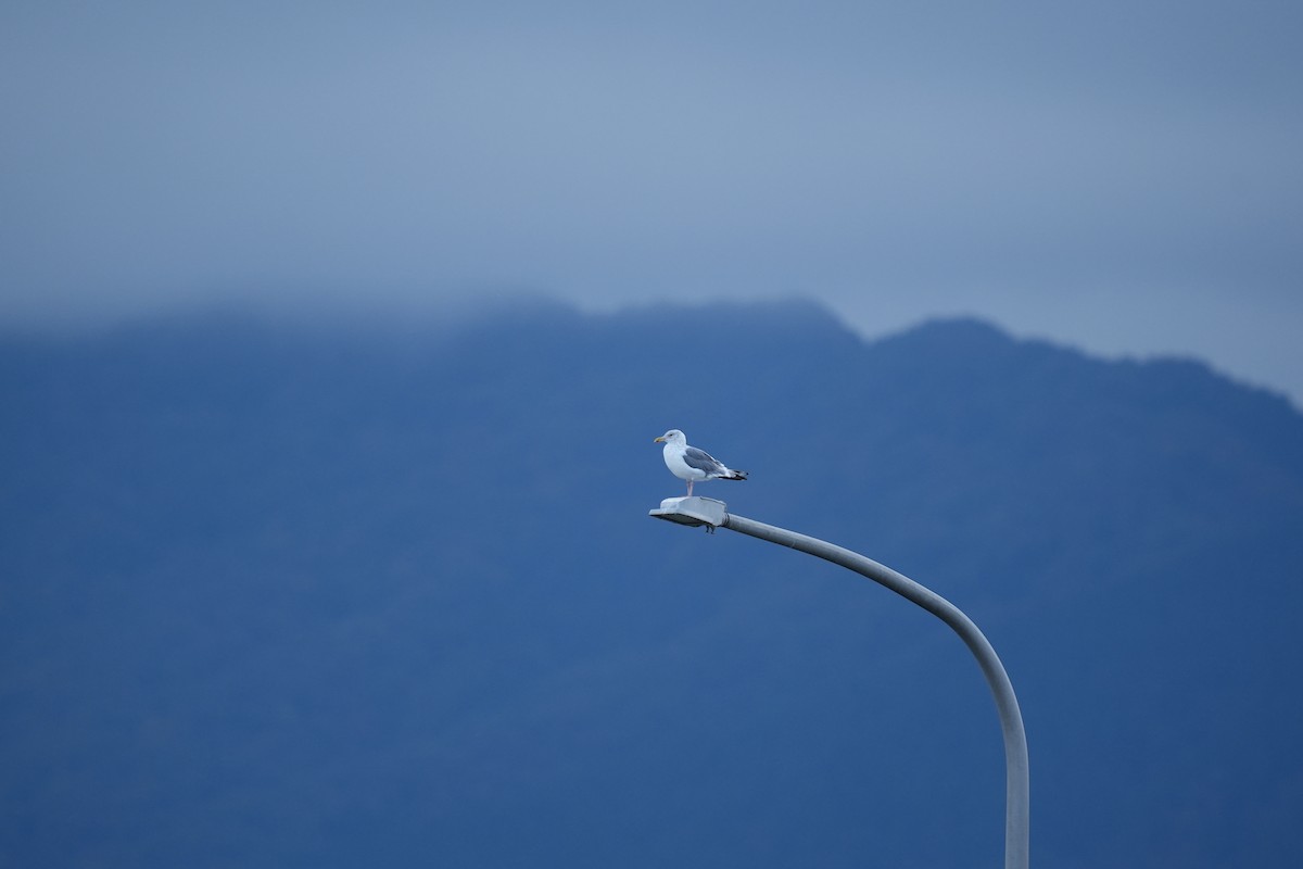 Vega Gull - ML645153301