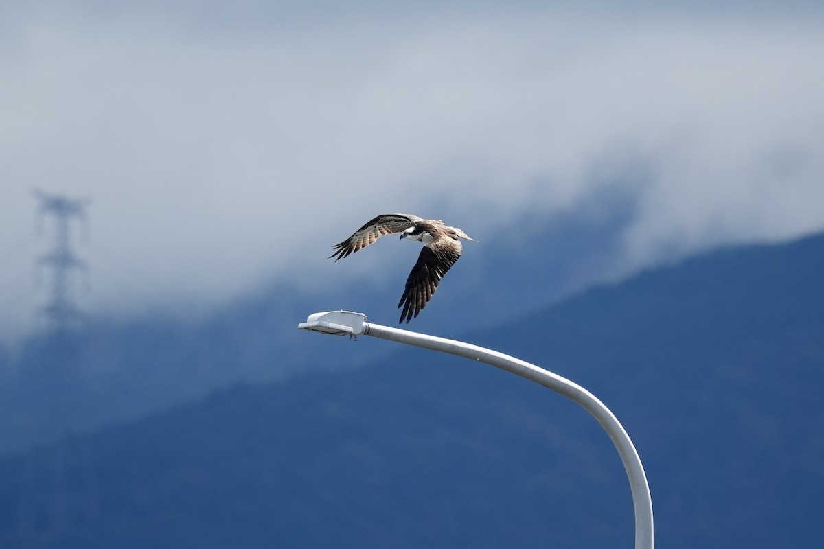 Osprey - ML645153313