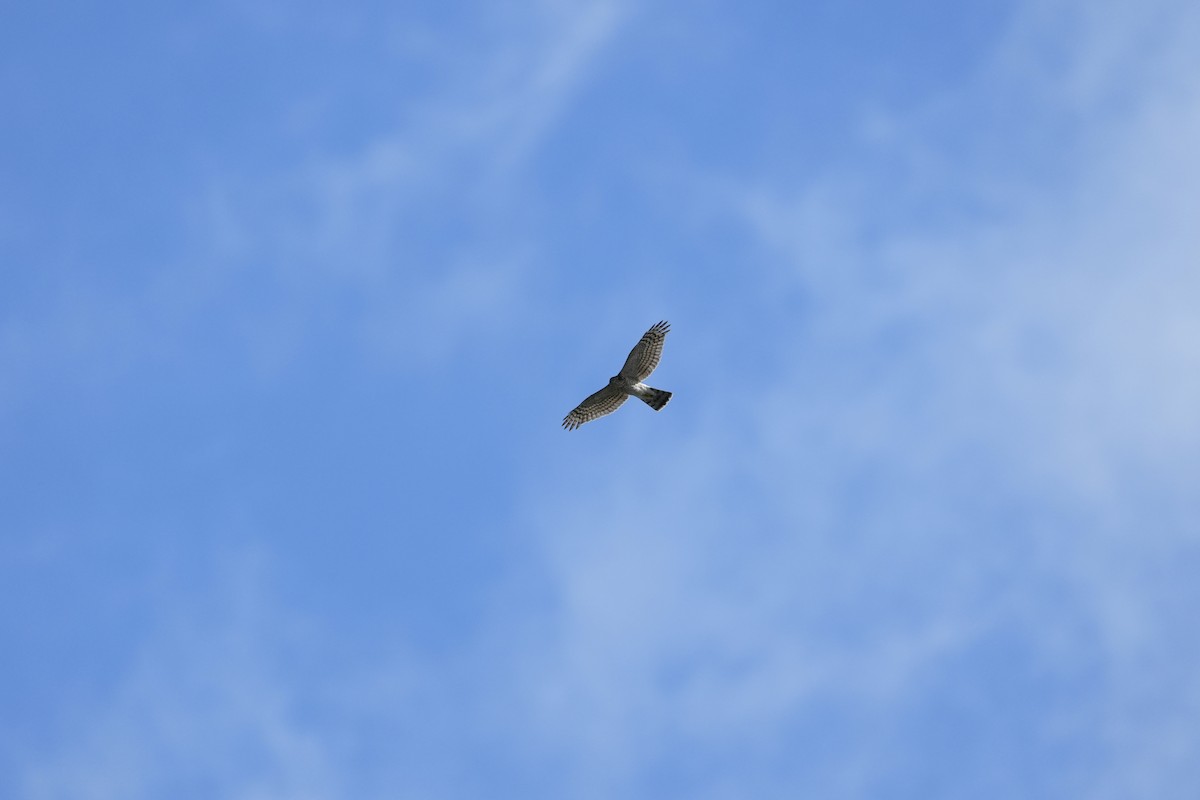 Eurasian Sparrowhawk - ML645153317