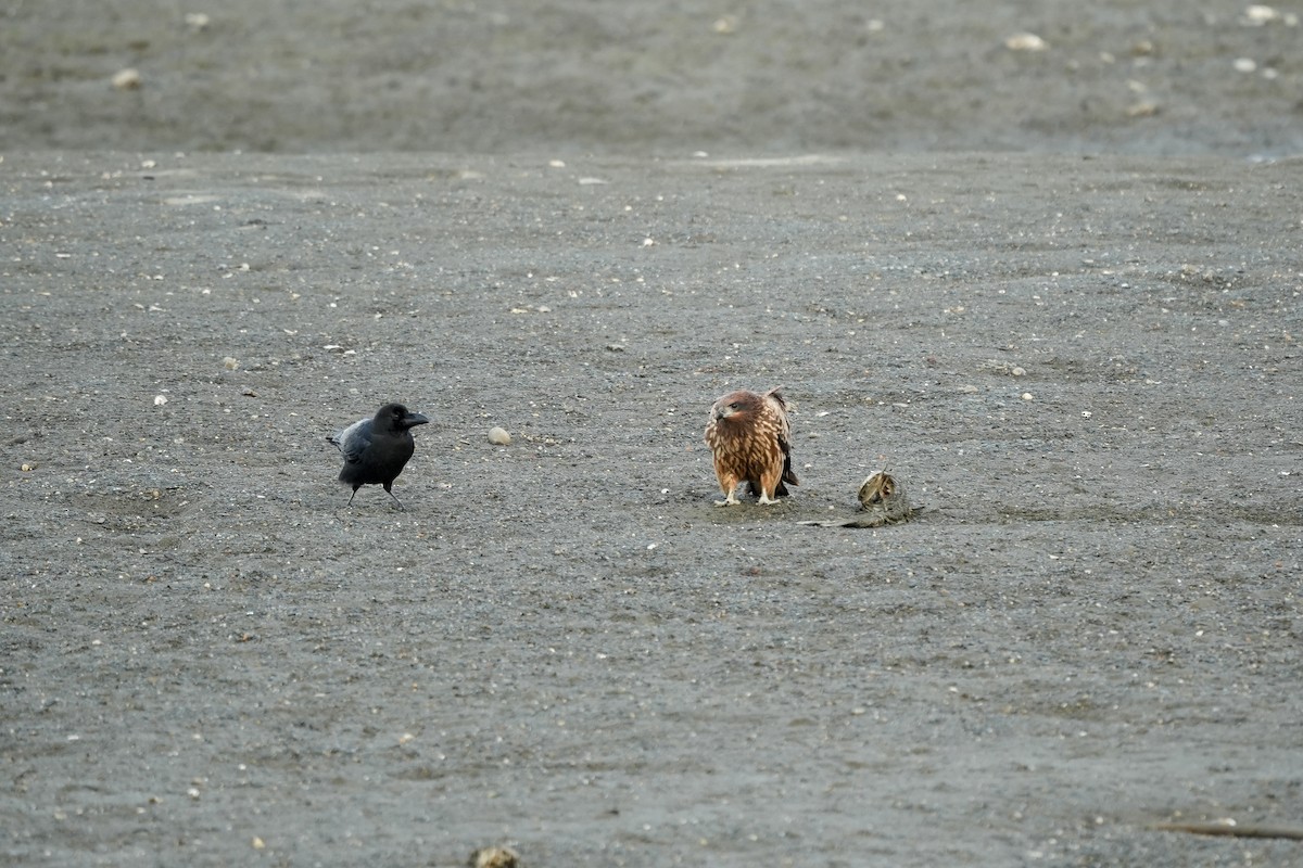 Black Kite - ML645153323