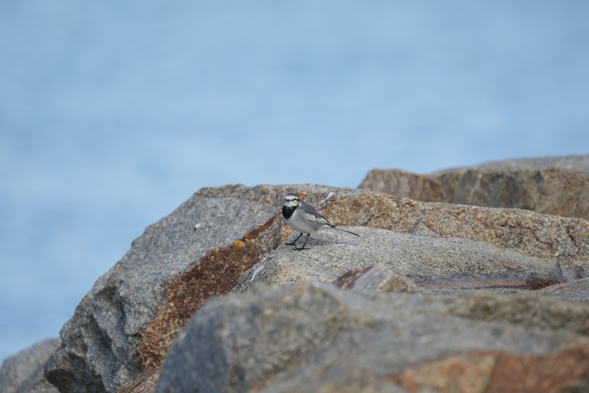 White Wagtail - ML645153327