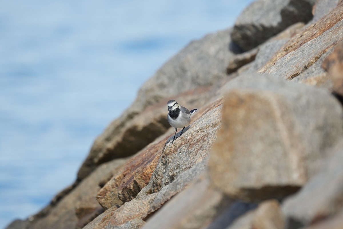 White Wagtail - ML645153331