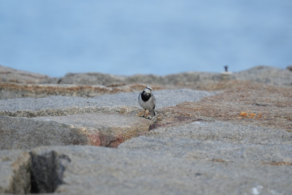 White Wagtail - ML645153334