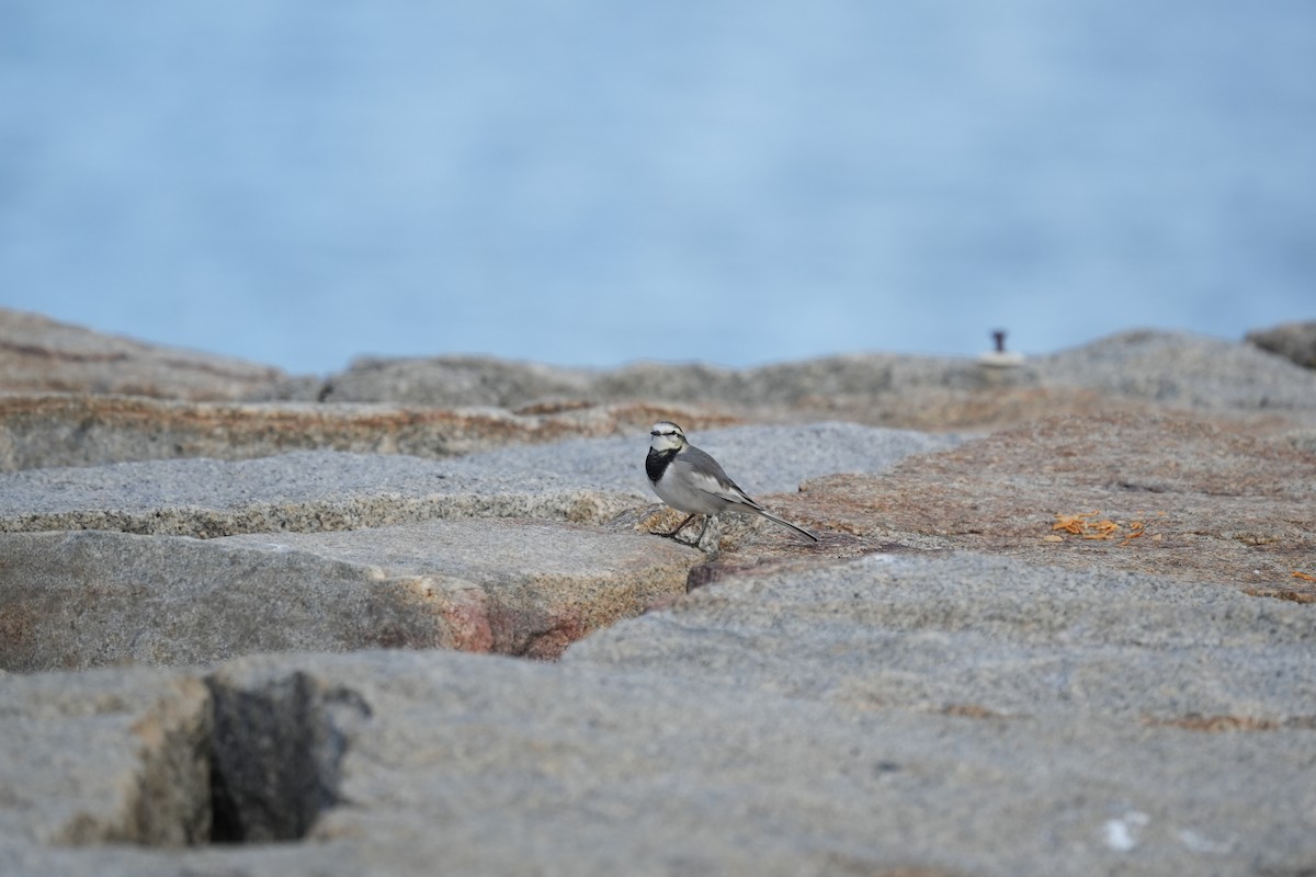 White Wagtail - ML645153335