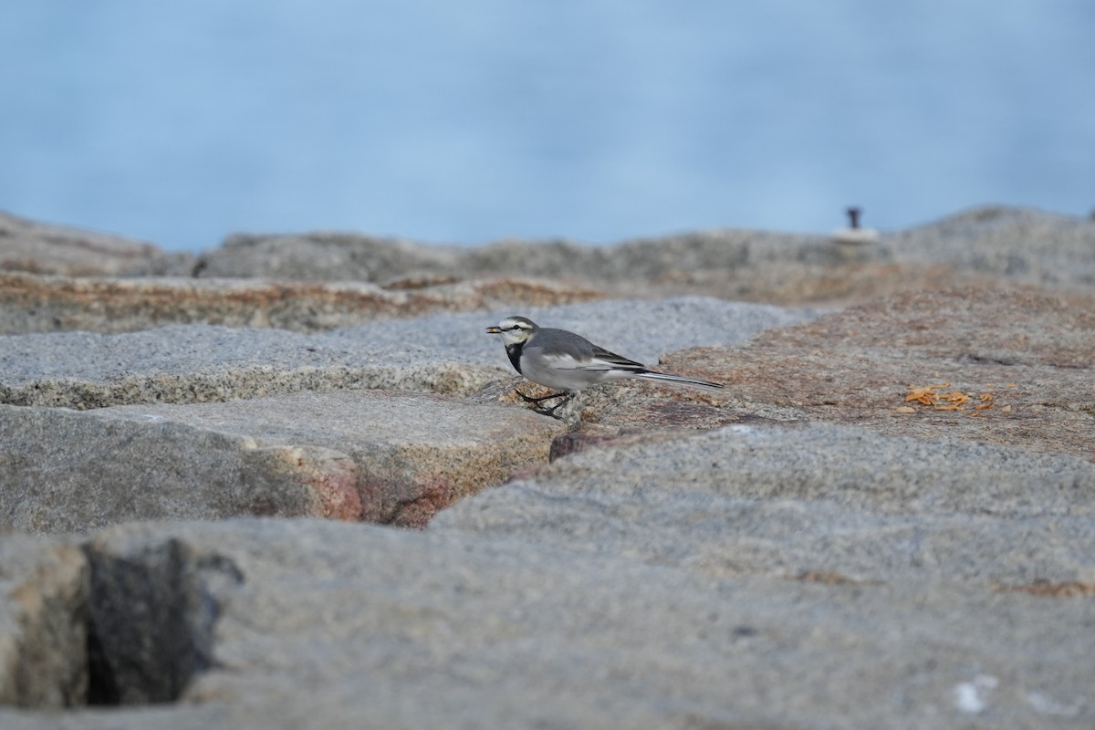 White Wagtail - ML645153340