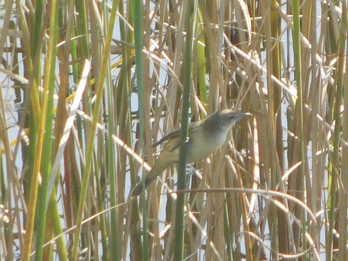 Lezkari zalapartaria - ML645153342